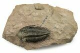 Impressive Metacanthina Trilobite - Lghaft, Morocco #244252-5